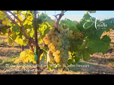 In Vineyard with Katy Wilson: Anaba's Estate Picpoul Blanc