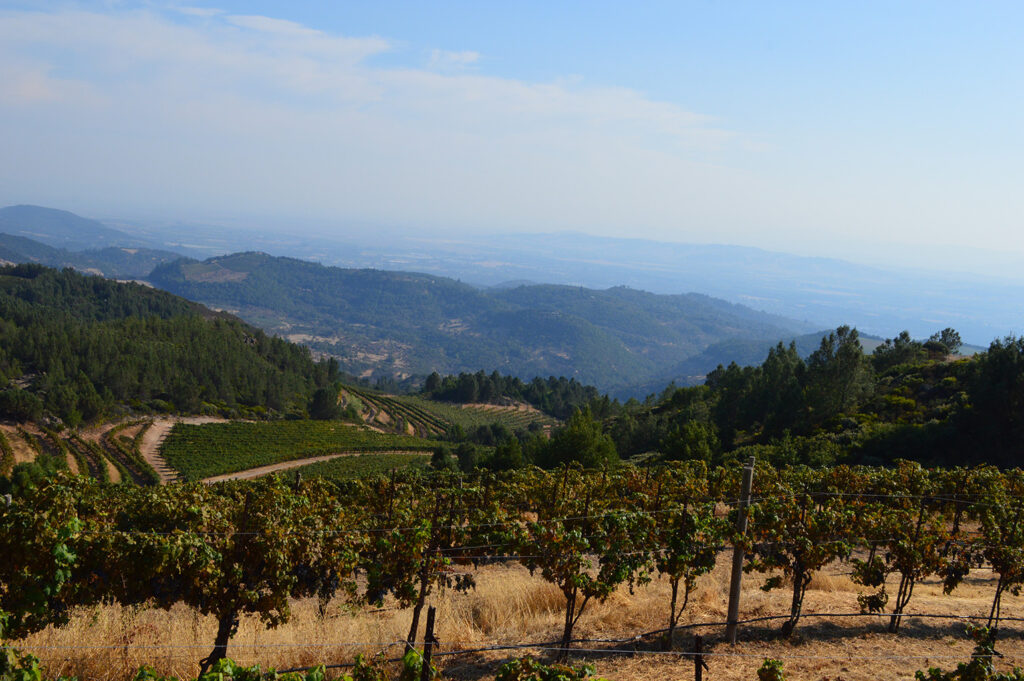 A wide view of Bismark Vineyard, rows of vines in the foreground, rolling hills with rows of vines and trees in the mid-ground, further foggy hills extend to the background, covered by a clouded blue sky. 