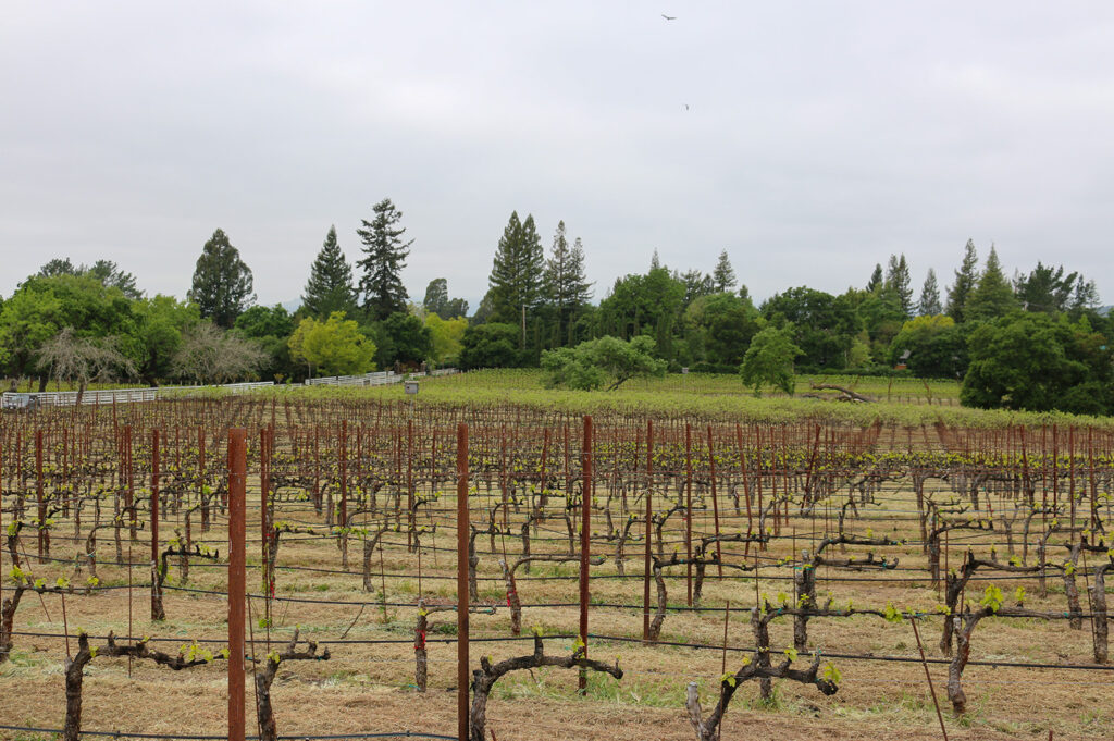 landa vineyards vista