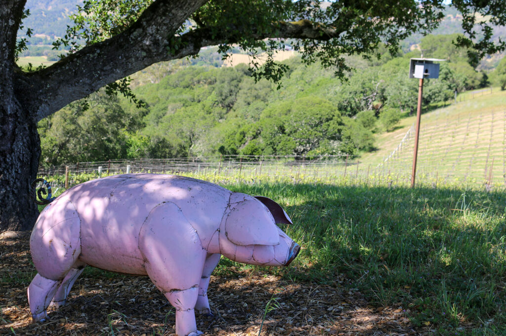 A large pink pig statue in the foreground, situated to the left of the image, shaded under a large tree at Pigasus VIneyard, the background shows rows of vines to the right and a large forest to the left. 