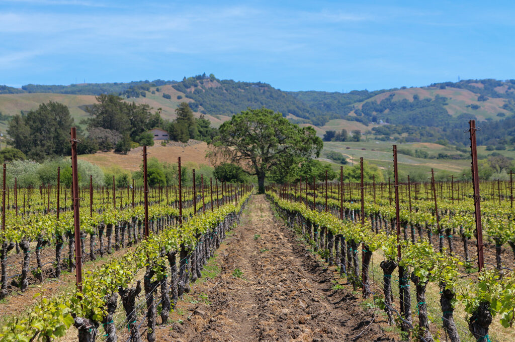 A wide angle shot between two rows of vines at Sangiacomo Roberts Road, the foreground showing blooming vines, a large tree centred in the mid-ground, rolling hills under a clear blue sky in the background. 