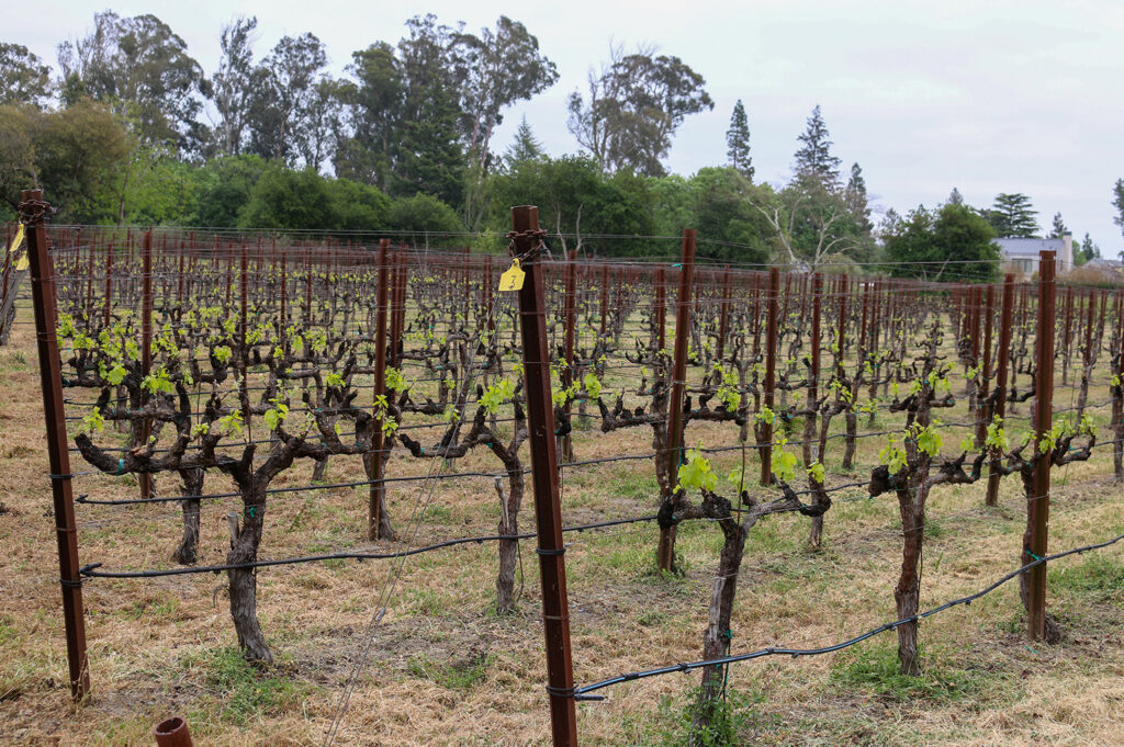 Rows of vines in early bloom at Snow Vineyard in the foreground, the background showing a forest of trees under a cloudy sky. 