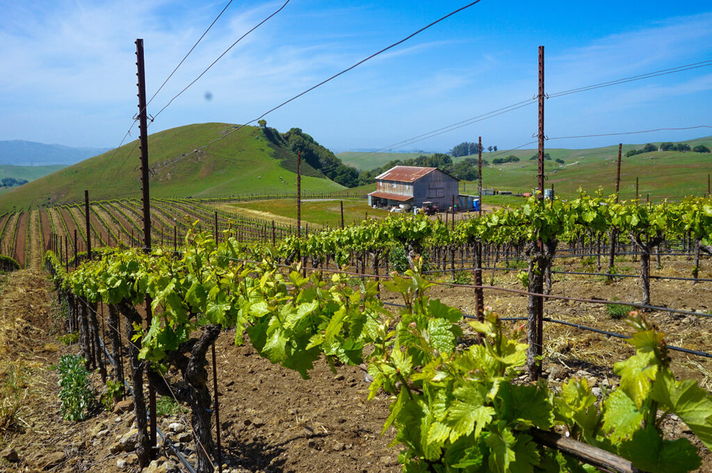 A wide angle shot of Wildcat Mountain Vineyard, showing light green vines growing in rows from the foreground to the mid-ground, the background showing a farm house and green hills, under a bright blue sky. 