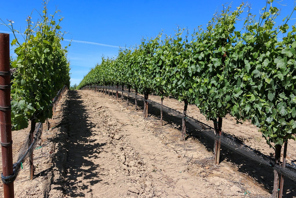 A picturesque photo Jay Morris Vineyard, the low angle between two rows shows booming vines under a clear blue sky. 