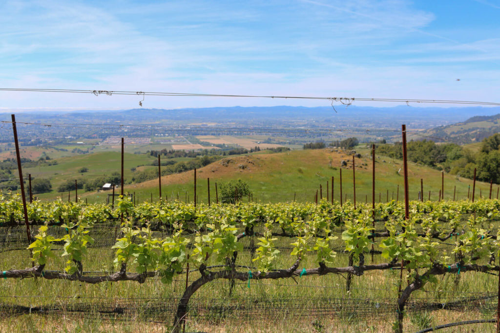 Horizontal rows of light green vines in the foreground of Pepperwood Ridge, with flatlands in the mid-ground, and hills in the background, under a cloudy blue sky. 