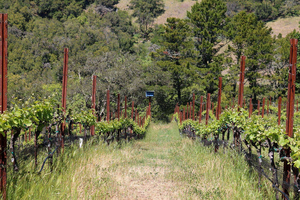 A view of the Pepperwood Ridge Vineyard with a blue birdhouse in the middle.