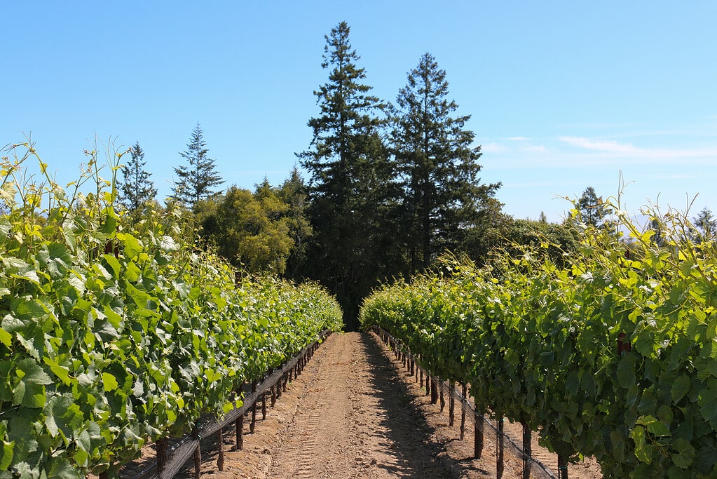 Jay Morris Vineyard - sunny skies, green trees in the background, flanked by vines.
