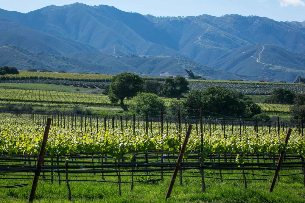 Soberanes Vineyard