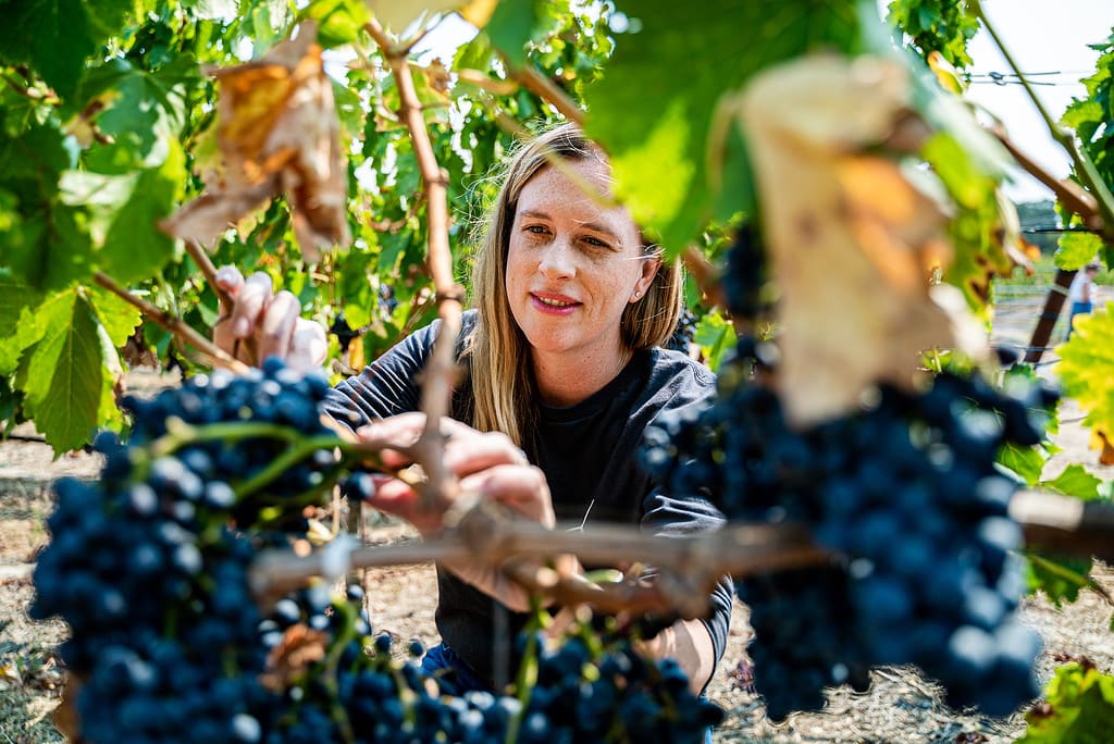 Winemaker, Katy Wilson checks on a the grapes in a vineyard.