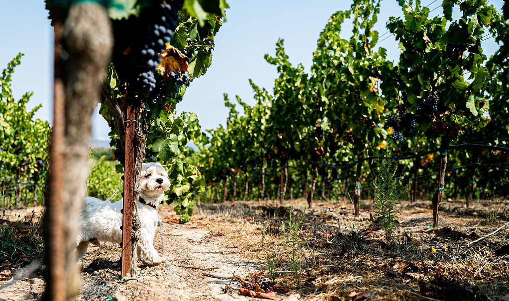 Katy Wilson's dog, Nico, looking out underneath a vineyard.
