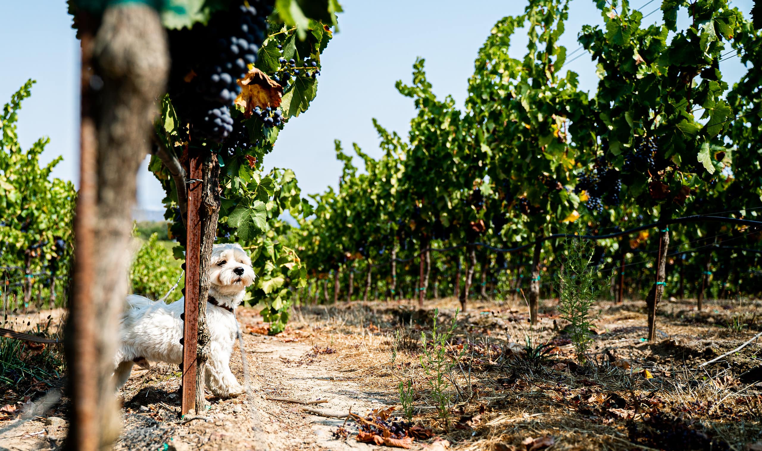 Katy Wilson's dog, Nico, looking out underneath a vineyard.