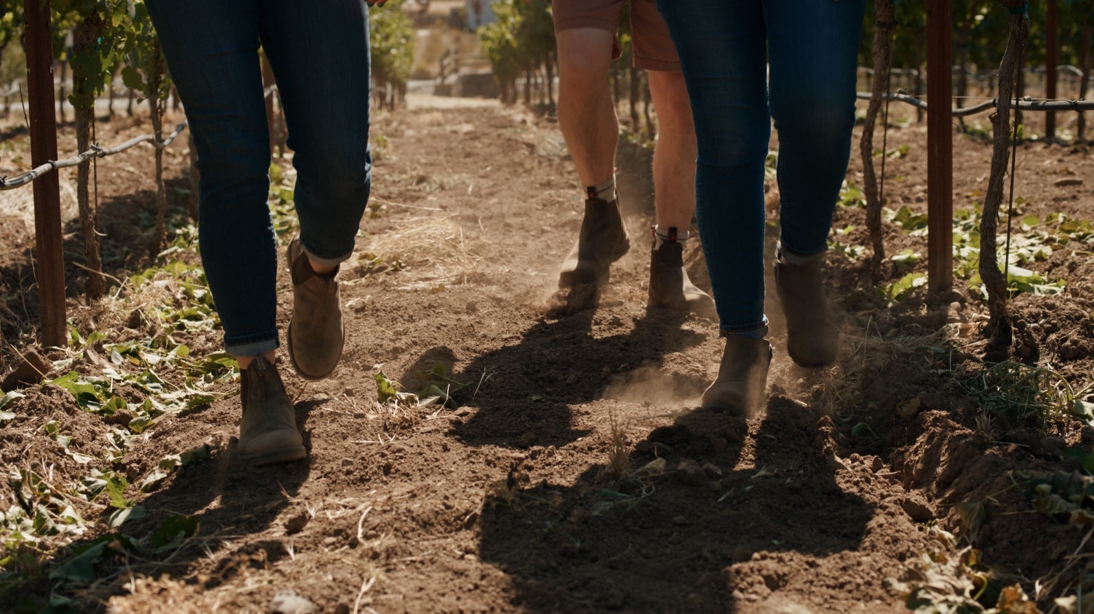 Katy, Ian, and Lauren walking through the vineyard.