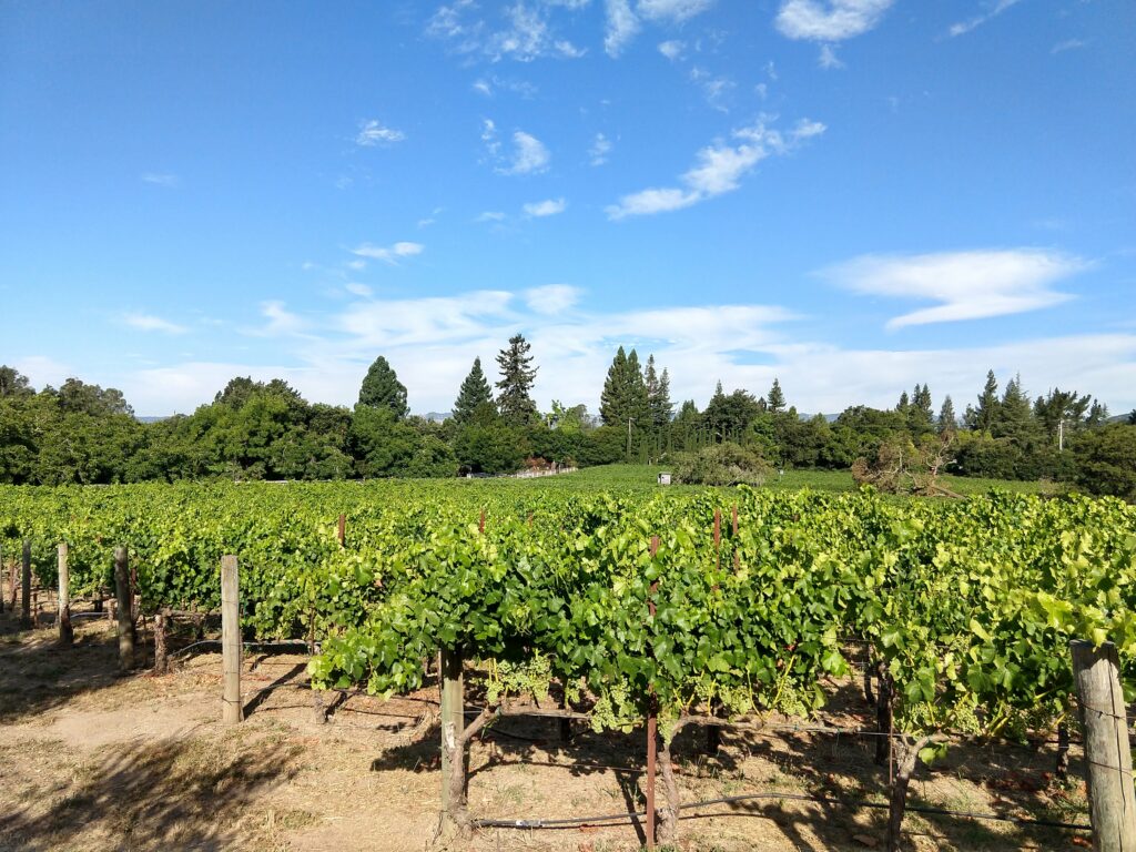 A wide shot of Landa Vineyard, showing rows of green vines in the foreground, the background showing a forest of trees under a lightly clouded blue sky. 
