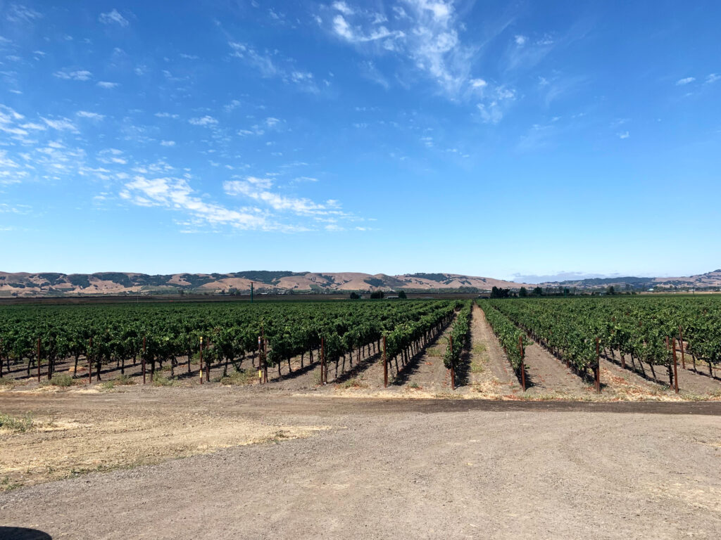 A wide angle of Las Brisas Vineyard, showing rows of dark green vines in the mid-ground, and rolling desert hills in the background, under a lightly clouded blue sky. 