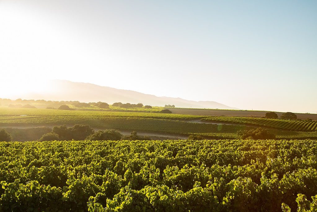 A picturesque wide angle shot of Soberanes Vineyard, with sunlight shining from the top left side onto green vines in the foreground, a blurred background of green hills and trees under a light blue sky. 