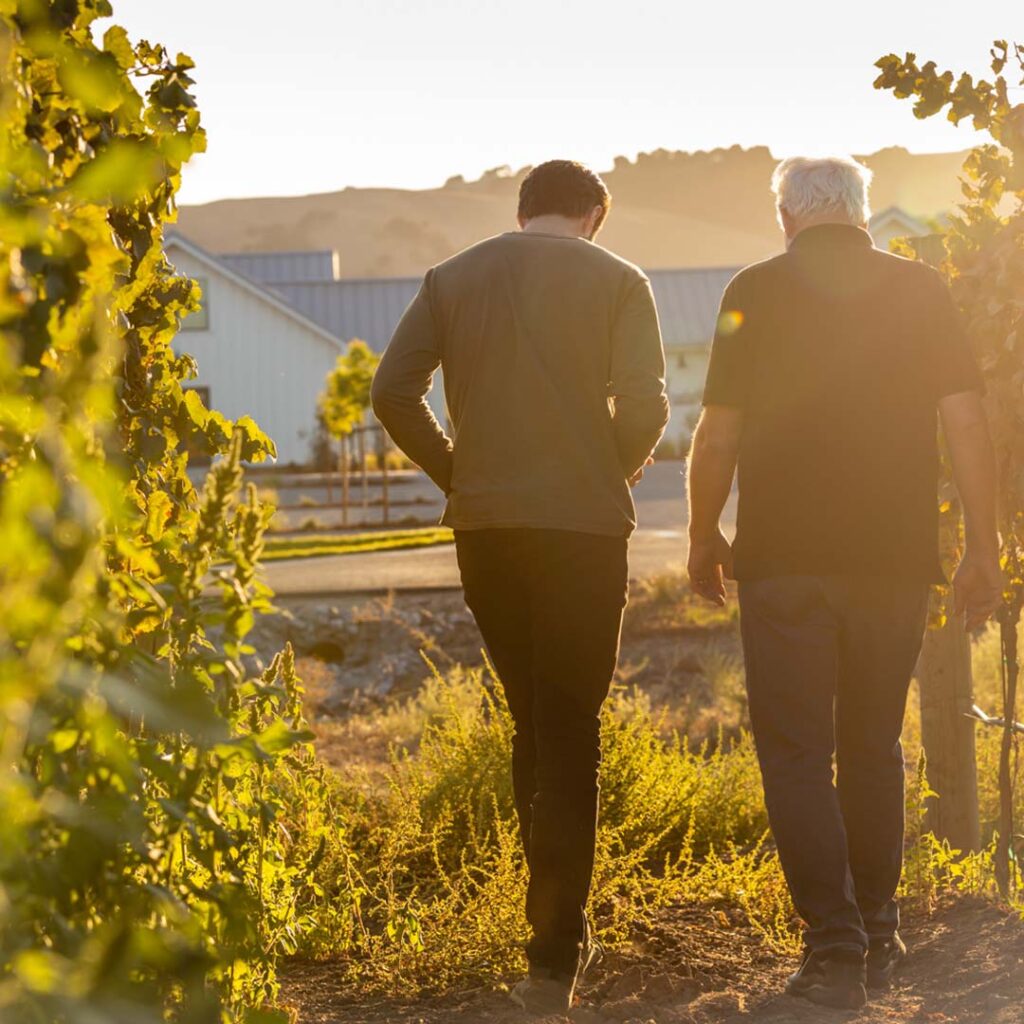 The Sweazey's walking through a row of vines, sunlight shining golden light onto the men and the green foliage around them, with vineyard buildings seen in the background, 