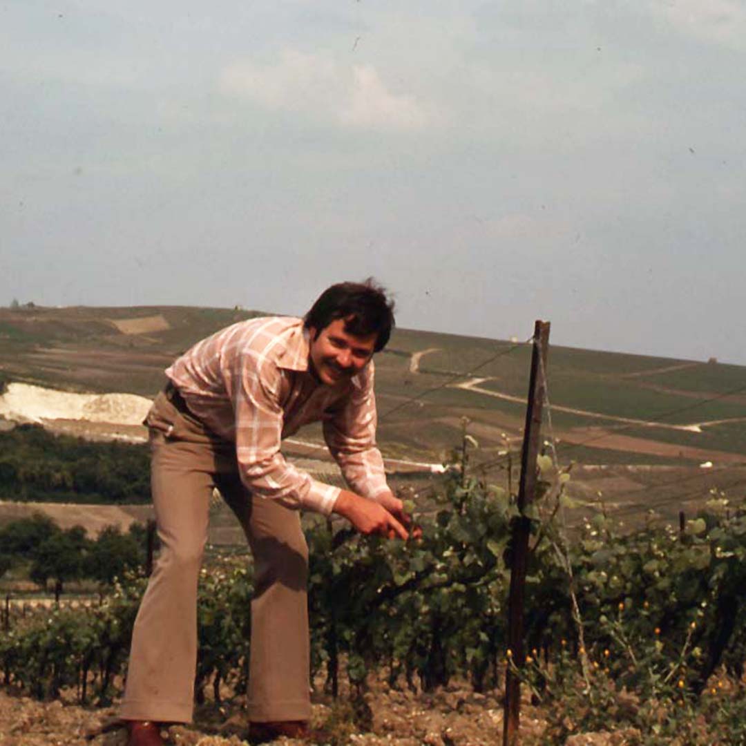 A young John Sweazey leaning over a row of vines in the foreground, the mid-ground showing rows of vines and trees, a large hill forming the background. 